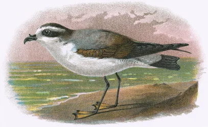 Vitbukad Petrel