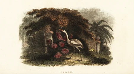 Vit stork, Ciconia ciconia, leker kurragömma med barn i en trädgård