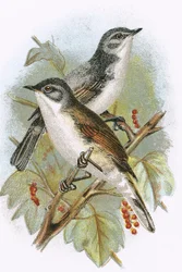 Whitethroat (nederst) och Lesser Whitethroat (överst)