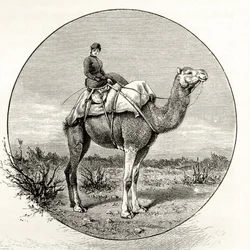 Woman on a Camel in Australia, c.1880, från 