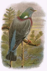 Wood Pigeon