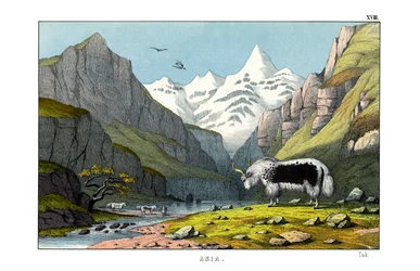 Yak