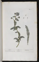 Yarrow, tallrik 18 från "A Curious Herbal..." av Elizabeth Blackwell