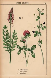 Gulklöver, rödklöver och saintfoin eller sainfoin  , från "The Instructive Picturebook, or Lessons from the Vegetable World," [Charlotte Mary Yonge], Edinburgh
