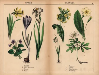 Gul påsklilja, vit poetnarciss, lila krokus, lila viol, gul primula, gul kohals, vit skogsanemon och vit snödroppe.   , från "The Instructive Picturebook, or Lessons from the Vegetable World," [Charlotte Mary Yonge], Edinburgh