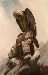Örn på klippan