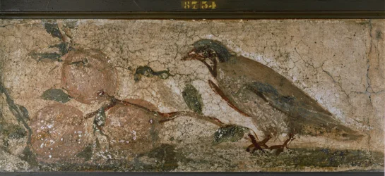 Fågel och frukter från Pompeji, Italien (väggmålning)