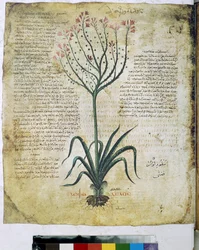 Dioscorides herbarium (miniatyr)