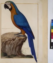 Hel sida: djurstudie, ca 1650-75 (tempera på pergament)