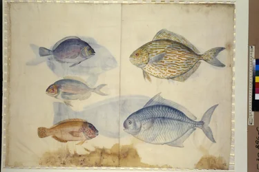 Hel sida: avbildning av fem fiskarter, ca 1562-1580 (akvarell på papper)