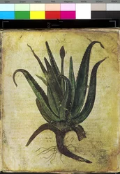 Hel sida: blomsterillustration: aloe