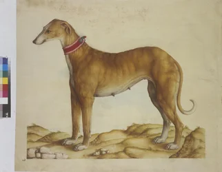Hel sida: miniatyr: hund, ca 1562-1580 (akvarell på papper)
