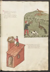 Helsida: text och miniatyrer: " Fasani " - " Pavone " (miniatyr)