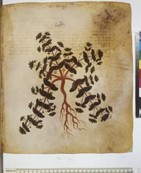 följ. 12v-387r"Dioskurides herbarium". Hel sida: växtstudie och inskription ...