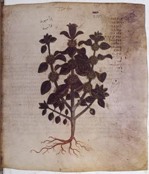 foll. 12v-387r"Dioscorides Herbarium": helsida: miniatyr med inskriptioner: Marrubium vulgare (miniatyr)