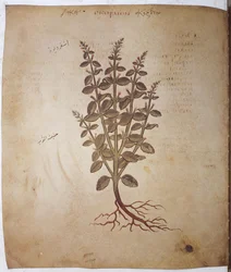 foll. 12v-387r"Dioscorides Herbarium": helsida: miniatyr med inskriptioner: Teucrium scordium (miniatyr)