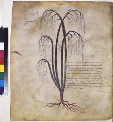foll. 12v - 387r:"Dioskurides herbarium". Helsida: växtstudie, med inskription