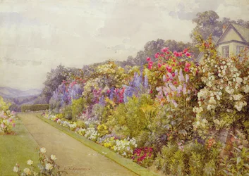 Delphinium-rabatt, vid 
