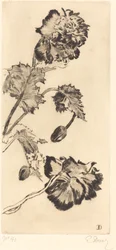 Blommor (Fleurs)
