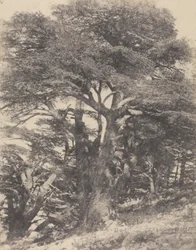 Groupe de Cèdres de Mt. Liban / [Grupp av cederträd, Libanonberget].