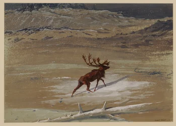 Stag, 1871