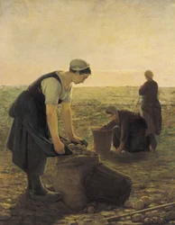 Potatisskörden
