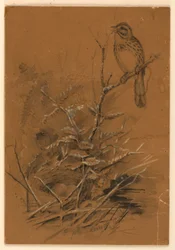 Låten Sparrow