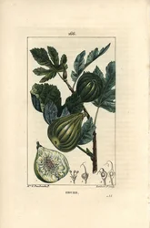 Botanisk tavla: fikonträdsgren med fikon - fikonträd, Ficus carica, visar gren med mogen frukt och löv, samt ett snitt genom frukt. Handkolorerad kopparstick av Lambert Junior från en teckning av Madame E. Panckoucke från Chaumeton,