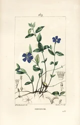 Liten snäcka - Lesser snäcka, Vinca minor, med blomma, blad, stjälk, rot och frö. Handkolorerad kopparstick av Lambert Junior från en teckning av Ernestine Panckoucke från Chaumeton, Poiret och Chamberets "" La Flore Medicale,"" P