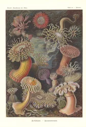 Actiniae - Havsanemon, Pl.49, från 