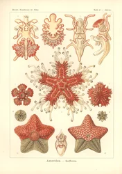Asteridea - Sea Star, Pl.40. från 