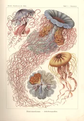 Discomedusae - diskmanet, pl. 8 från 