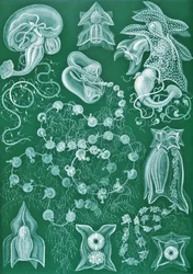 Exempel på Siphonophorae från 