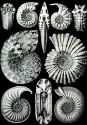 Illustration av Ammonitida från "Art Forms of Nature" 1904 (litho)