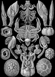 Illustration av Cirripedia från "Art Forms of Nature" 1904 (litho)