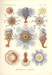 Siphonophorae - Jelly Fish, från 