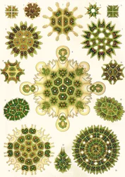Variationer av Pediastrum från "Art Forms of Nature"