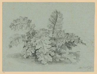 Akanthusplanta