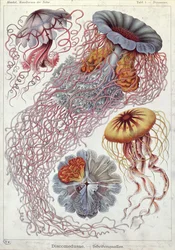 Maneter, från "Art Forms of Nature"