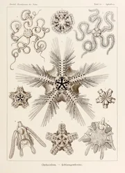 Tallrik 10 Ophiothrix Ophiodea från 