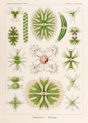 Tallrik 24 Stauratrum Desmidiea från 