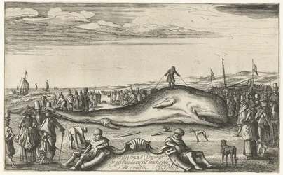Strandad kaskelot på stranden i Noordwijk, 1614