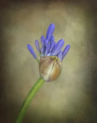 Lila agapanthusknopp
