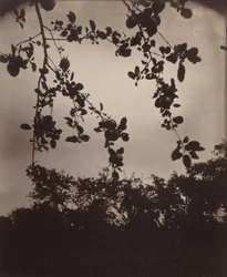Äppelgren, 1922/1923 (foto)