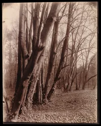 Parken vid Saint-Cloud