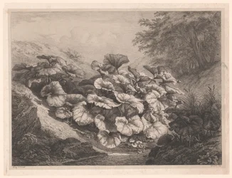 Groot hoefblad The Great Coltsfoots Vier grote plant soorten (serietitel) De fyra stora växterna (serietitel)
