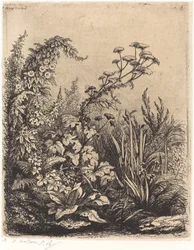 La petite berle aux liserons Liten vattenpalsternacka med bindweed, publicerad 1849.