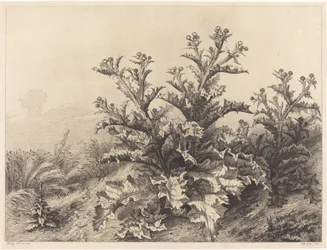 Stor tistel, 1843.