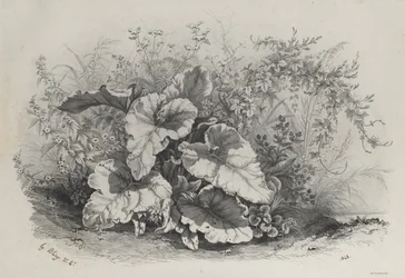 Växtstudie från grupp av olika växter ritade och litografier efter naturen..., 1848.