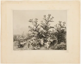 The Large Thistle, tallrik tre från Les quatres grandes plantes